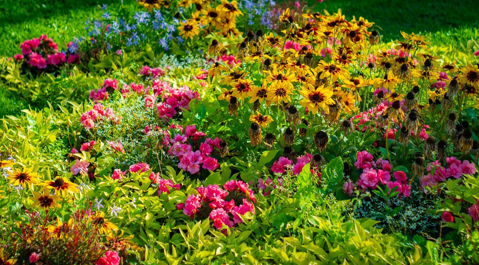Vibrant flowers